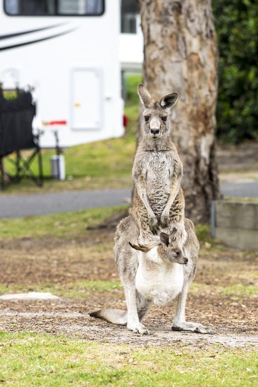 Big4 Anglesea Holiday Park ภายนอก รูปภาพ